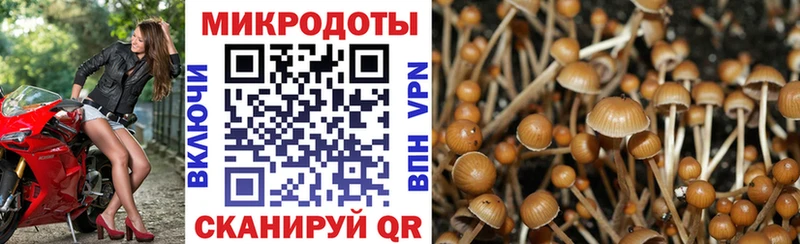 Купить где  Тайга  Галлюциногенные грибы мицелий 